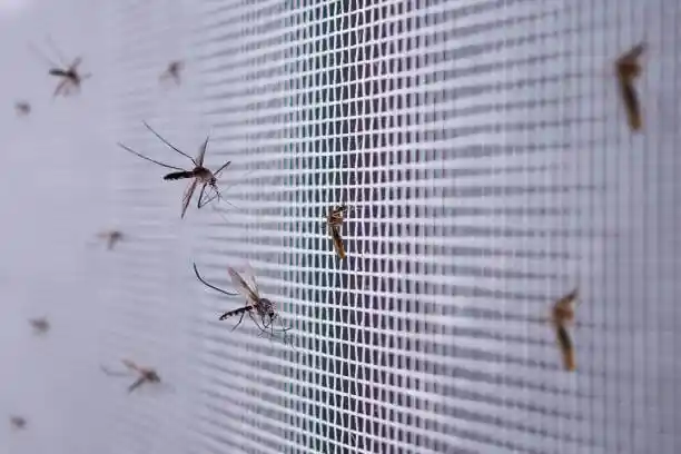 Mosquiteras